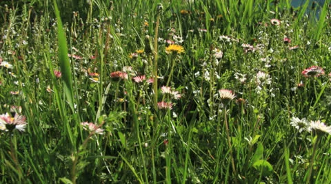 In herbs tracking shot close up Видео 24789026