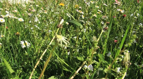 In herbs tracking shot close up Stock Footage 24789037