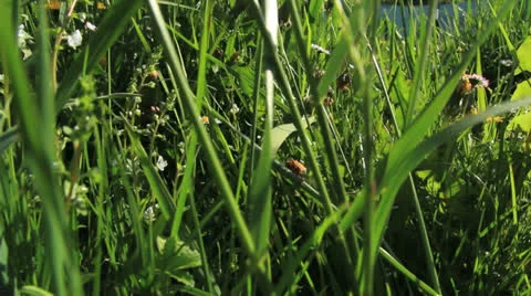 In herbs tracking shot close up Vídeo Stock 24789046