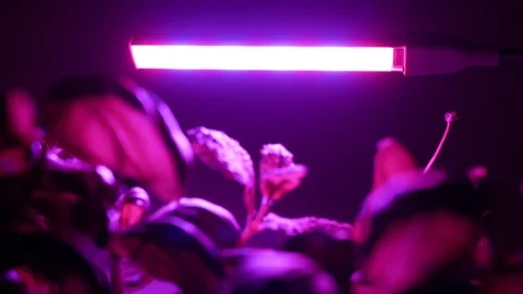Herbs under a small UV grow light at home, focus pull from light to herbs Video stock 101185330