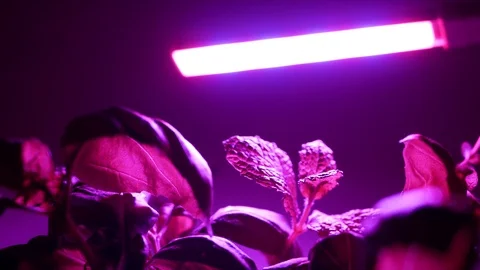 Herbs under a small UV grow light at home, camera glides Video stock 101185334