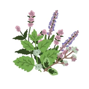 Herbs vector illustration Stock Illustration