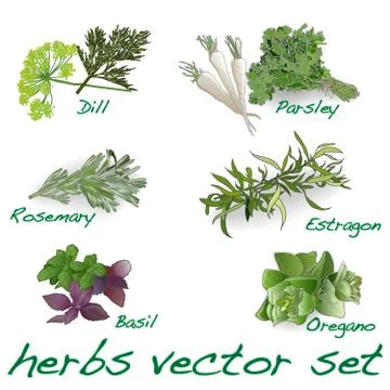 Herbs vector set Stock Illustration
