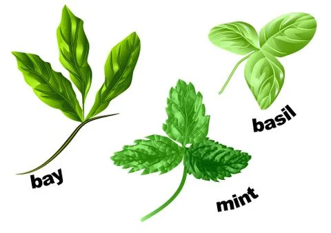 Herbs on a white Stock Illustration