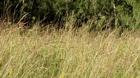 Herbs in the Wind Stock Footage 46115361
