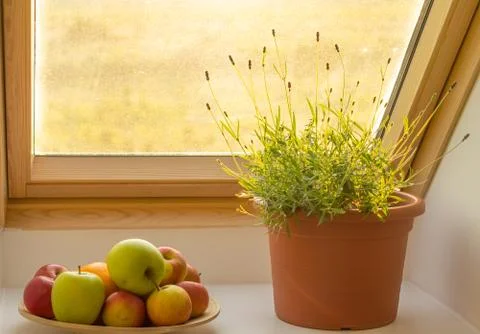 Herbs on window sill Stock Photos