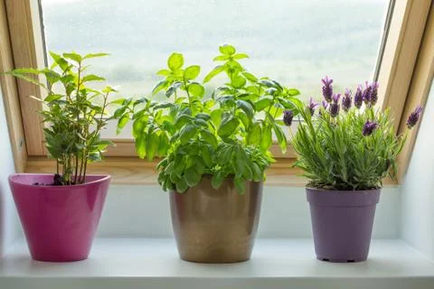 Herbs on window sill Stock Photos