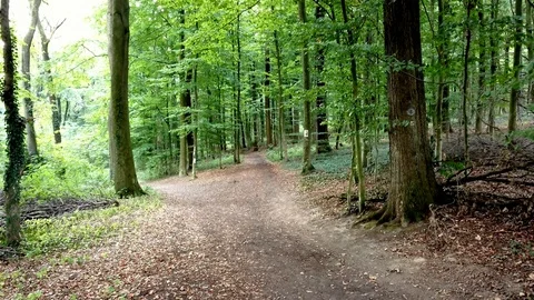 Herbst 2018 im Wald Stockbeeldmateriaal 95091754