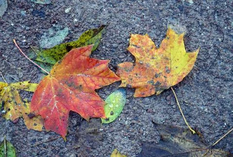 Herbst, feuchte bunte Ahornblätter liegen auf dem Boden, Stilleben und Hin.. Stock Photos