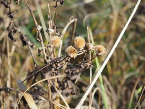 Herbstbluete(5) Stock Photos