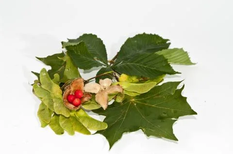 Herbstdekoration Stock Photos