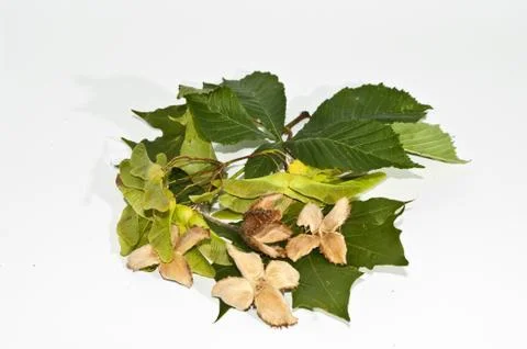 Herbstdekoration Stock Photos