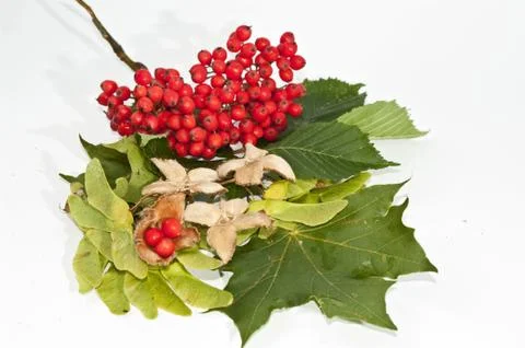 Herbstdekoration Stock Photos