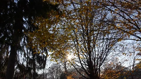 Herbstlandschaft 库存影片 212011713