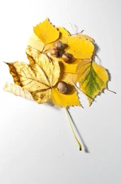 Herbstlaub in Blattform Stock Photos