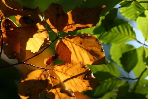 Herbstlaub Stock Photos