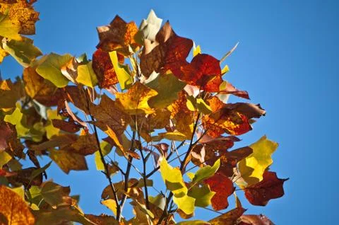 Herbstlaub Stock Photos