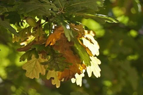 Herbstlaub Stock Photos