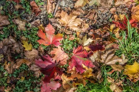 Herbstlaub Stock Photos