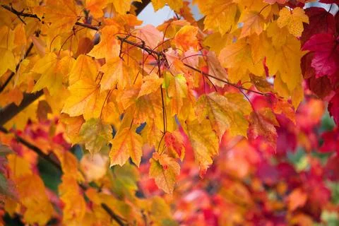Herbstliche Blattfärbung an einem Ahorn *** Autumn leaf coloration on a ma.. Stock Photos
