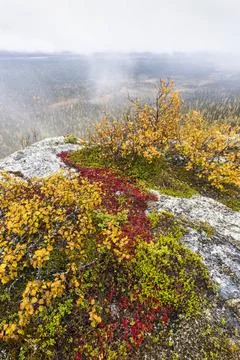 Herbstliche Nebelstimmung, Lappland herbstliche Nebelstimmung, Muddus Nati... Stock Photos