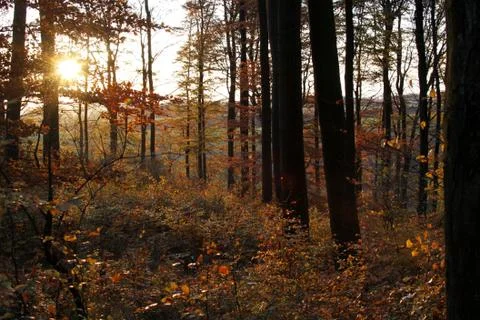 Herbstlicher Buchenwald Stock Photos