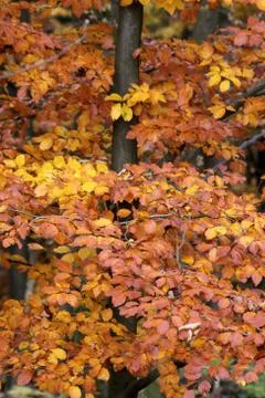 Herbstlicher Buchenwald Stock Photos