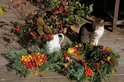  Herbstschmuck mit Katze herbstliche florale Dekorations-Objekte mit Katze... Stock Photos