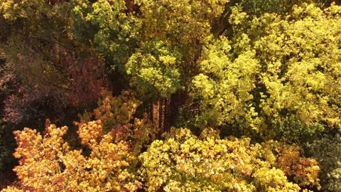 Herbstwald 02 库存影片 164257102