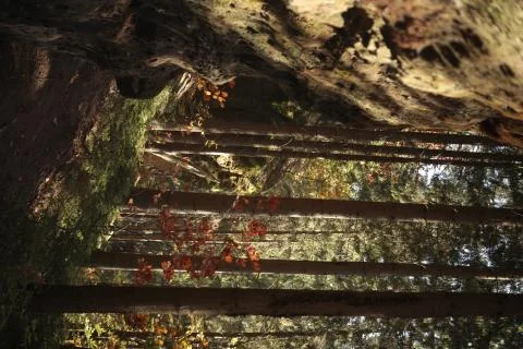 Herbstwald Stock-Fotos