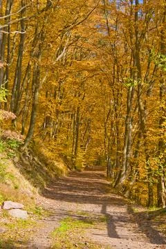 Herbstwald Stock Photos