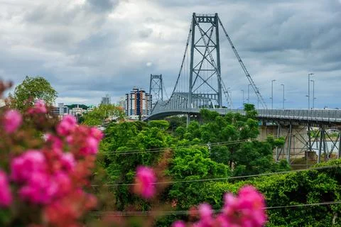 Hercilio luz cable stayed bridge with pink flowers in Florianopolis, Brazil Stock Photos