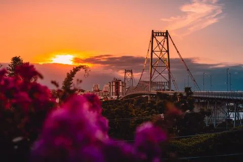 Hercilio luz cable stayed bridge with sunset tones and flowers in Florianopol Foto stock
