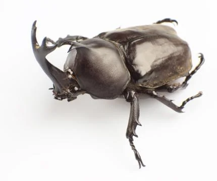 Hercules beetle Stock Photos