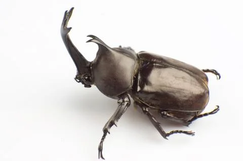 Hercules beetle Stock Photos