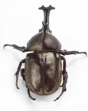 Hercules beetle Stock Photos