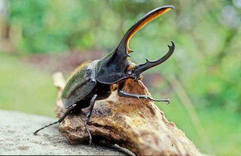 Hercules beetle Stock Photos