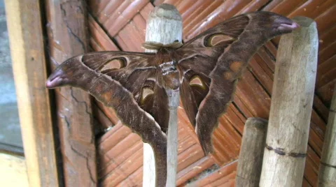 Hercules moth Stock Footage 368298