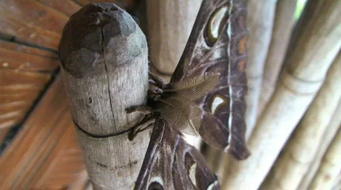 Hercules moth Stock Footage 368315