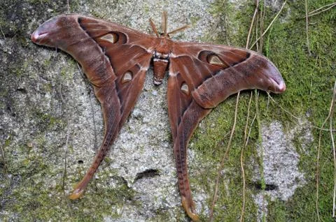 Hercules Moth rest on a tree Stock Photos