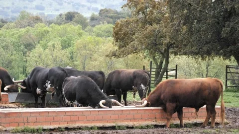 Herd of 4 to 5 year old spanish bulls eating food supplement from brick feeder. Stock-Footage 153402483