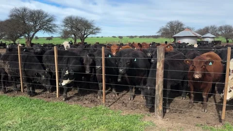 Herd Of Aberdeen Angus And Red Beef Cattle Standing Behind A Wire And Wooden Video stock 345116849