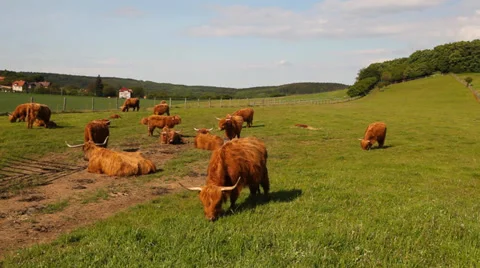The herd of aberdeen angus Stock Footage 37908947
