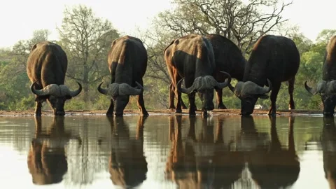Herd Of African Buffalo Drinking Water At A Pond 스톡 동영상 335928107