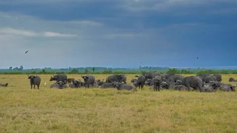 A herd of African buffalo Video stock 151146194
