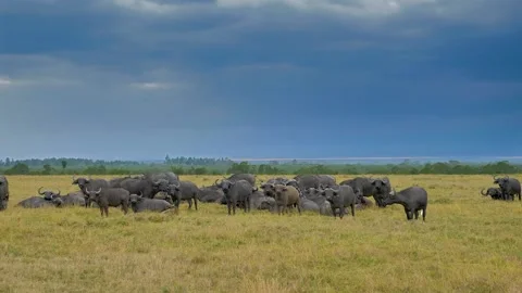 A herd of African buffalo Video stock 151146438