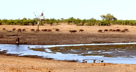 Herd of African buffalo gathered around a waterhole Stock Footage 340559845