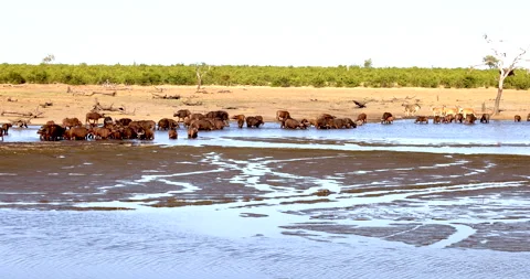 Herd of African buffalo gathered around a waterhole 스톡 동영상 340559986