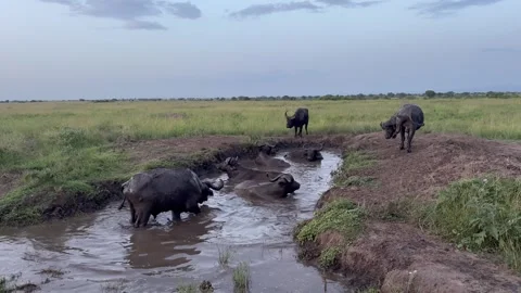 Herd of African buffaloes taking a bath in a pond at sunset. Static Video stock 338106551