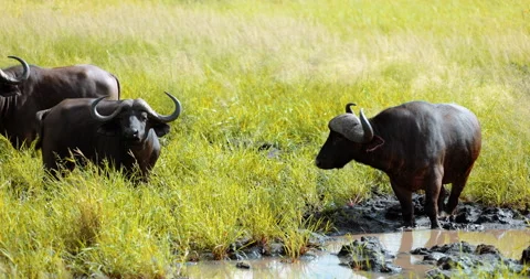 Herd African buffalos enjoying mud holes on the savannah, wet season. Big five Видео 184345689